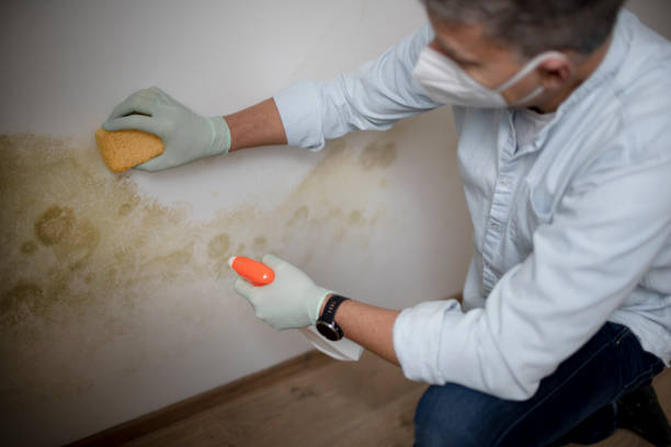 Best Attic Mold Removal  in Bay Point, CA