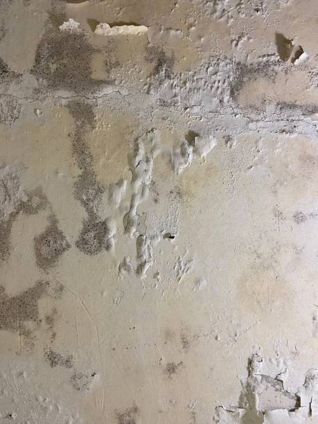 Best Mold Testing  in Bay Point, CA